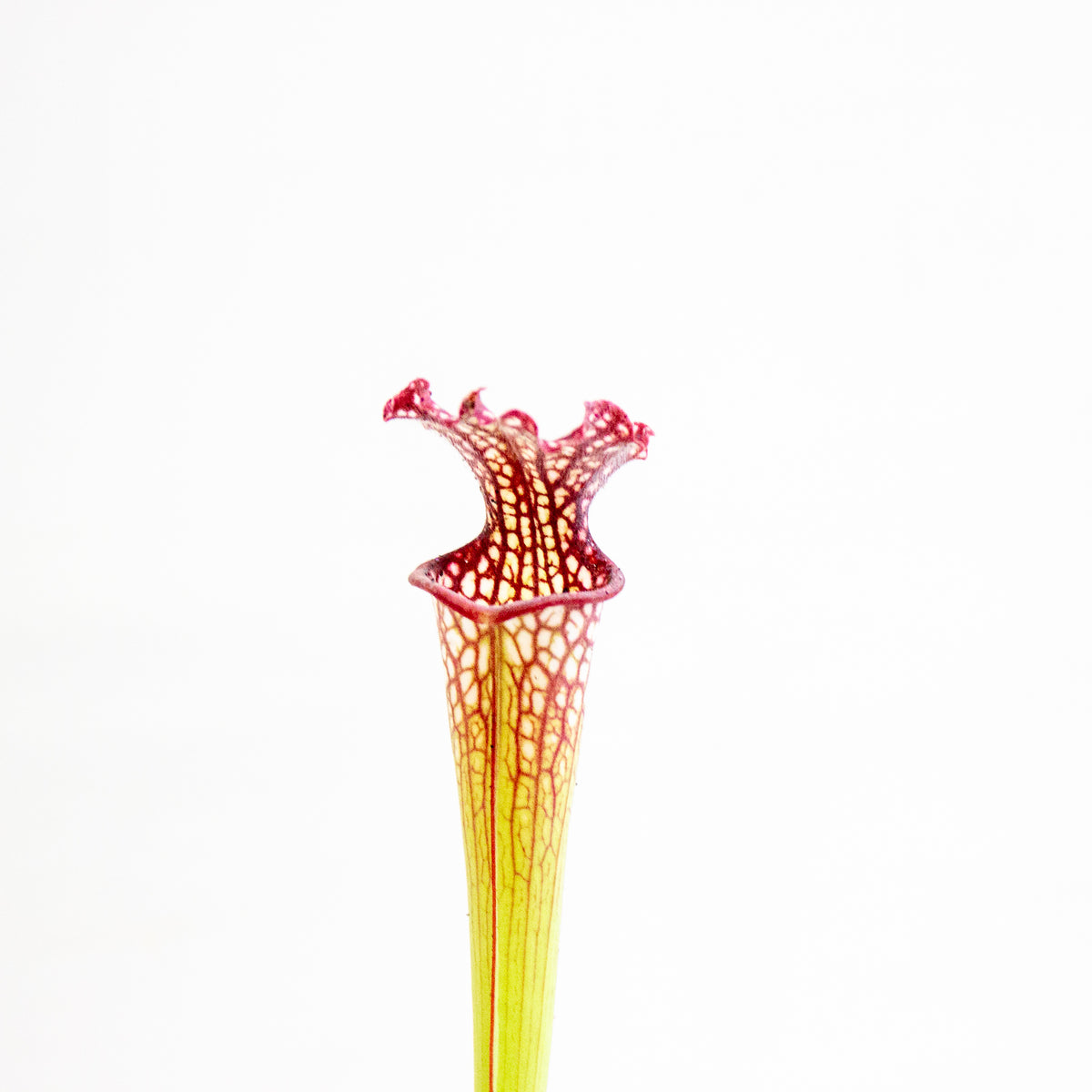 Sarracenia × farnhamii 8.5cm H30cm