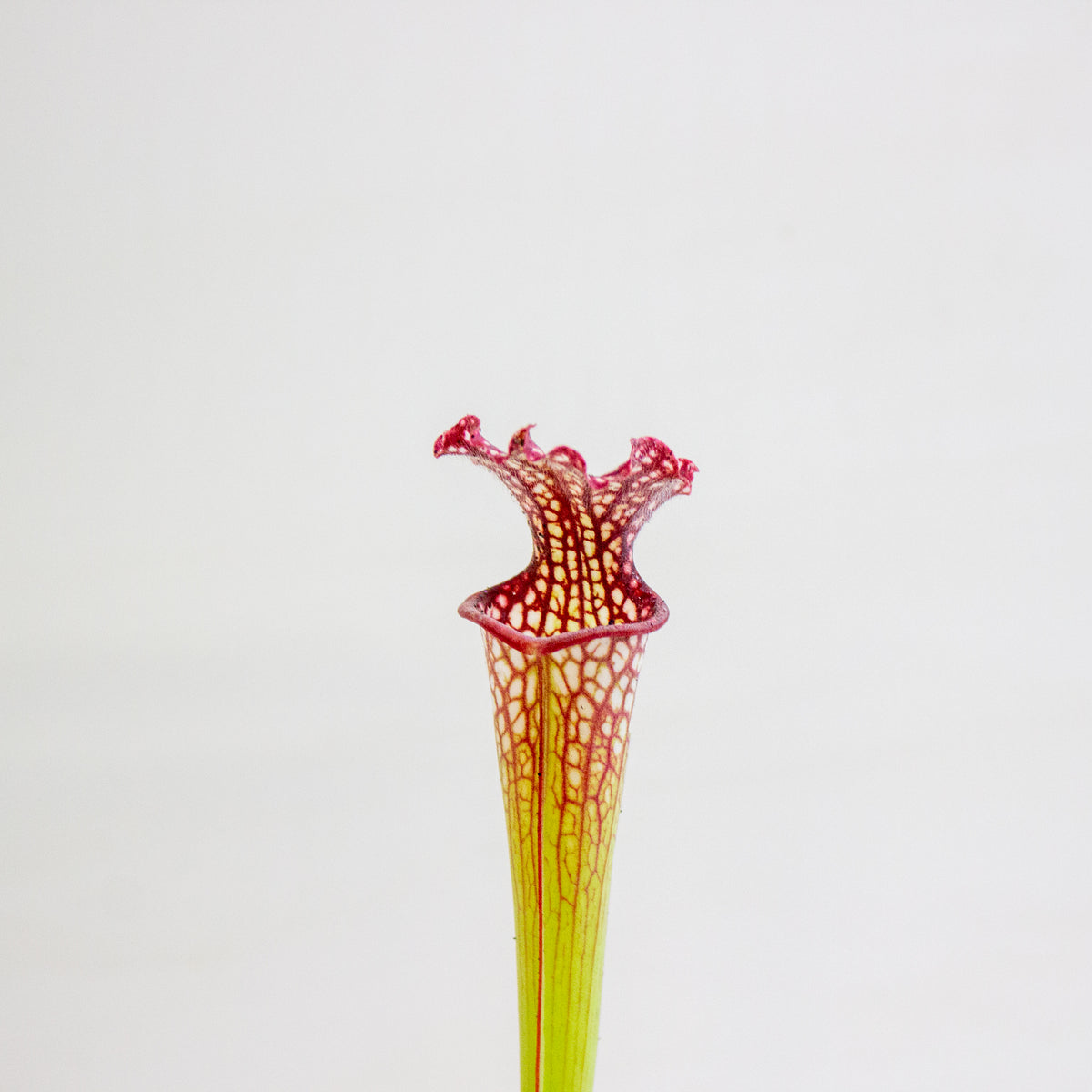 Sarracenia × farnhamii 8.5cm H30cm