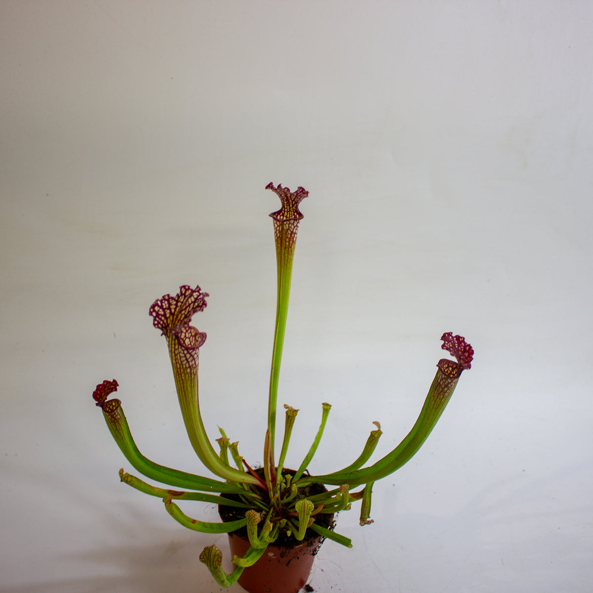 Sarracenia × farnhamii 8.5cm H30cm