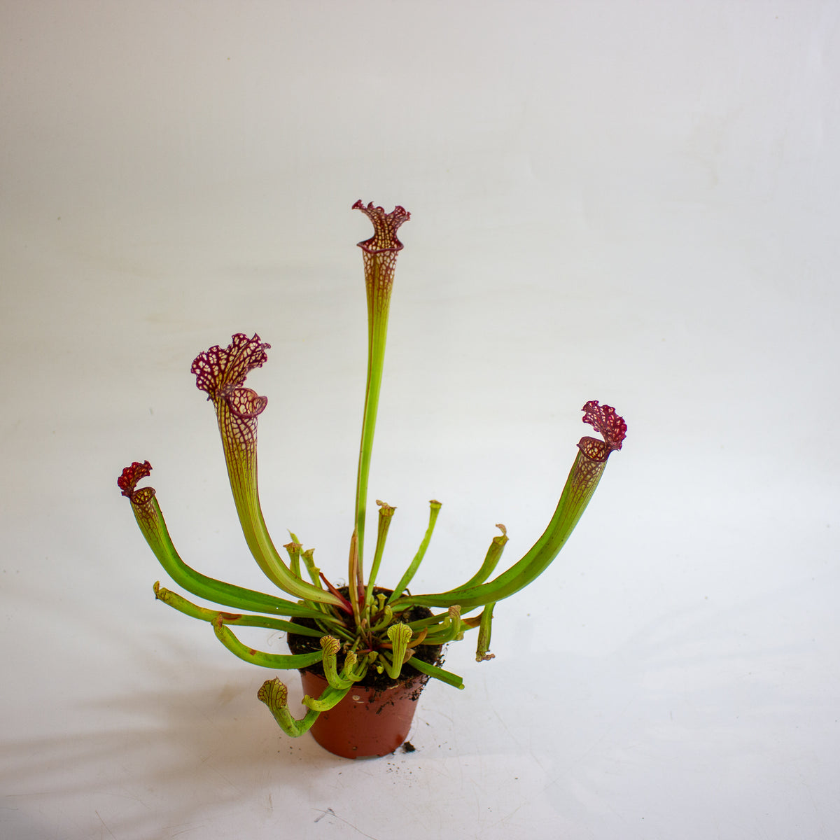 Sarracenia × farnhamii 8.5cm H30cm