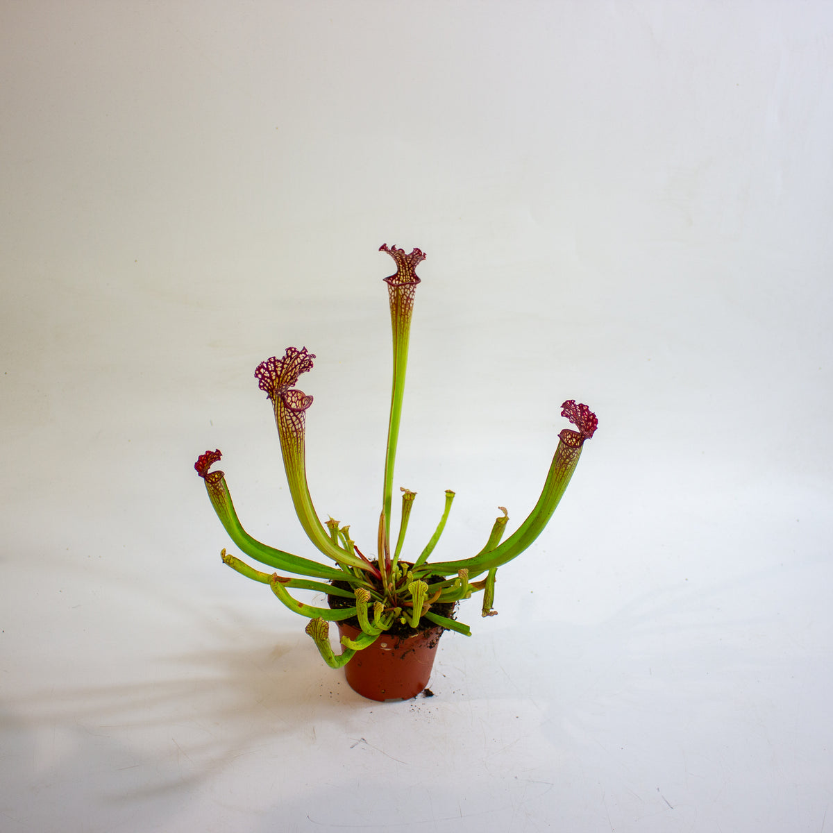 Sarracenia × farnhamii 8.5cm H30cm