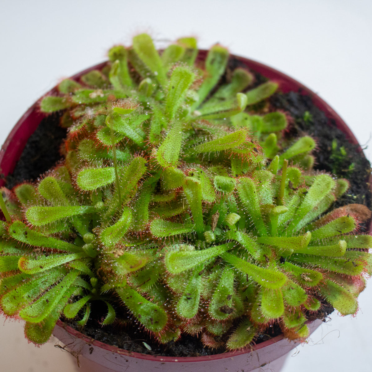 Drosera Aliciae 12cm H12cm