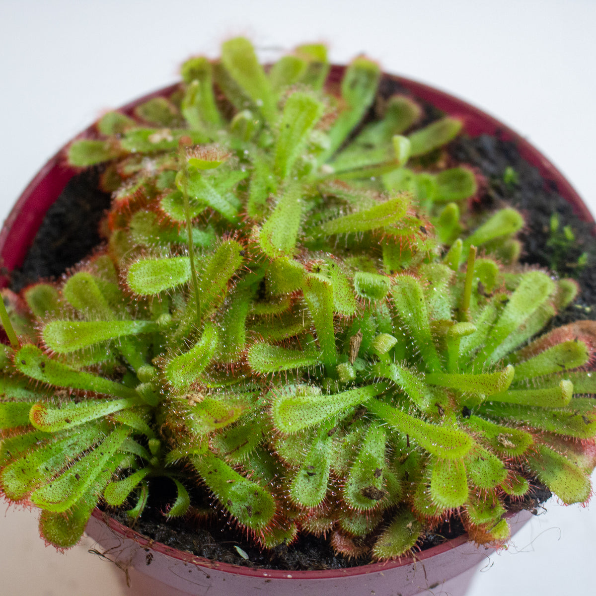 Drosera Aliciae 12cm H12cm