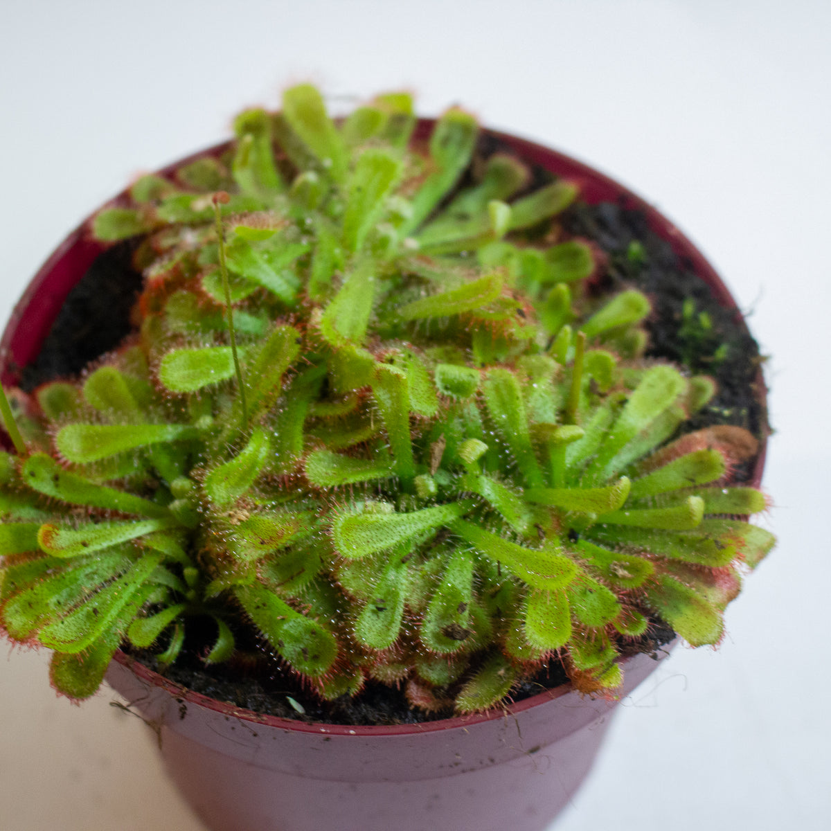 Drosera Aliciae 12cm H12cm