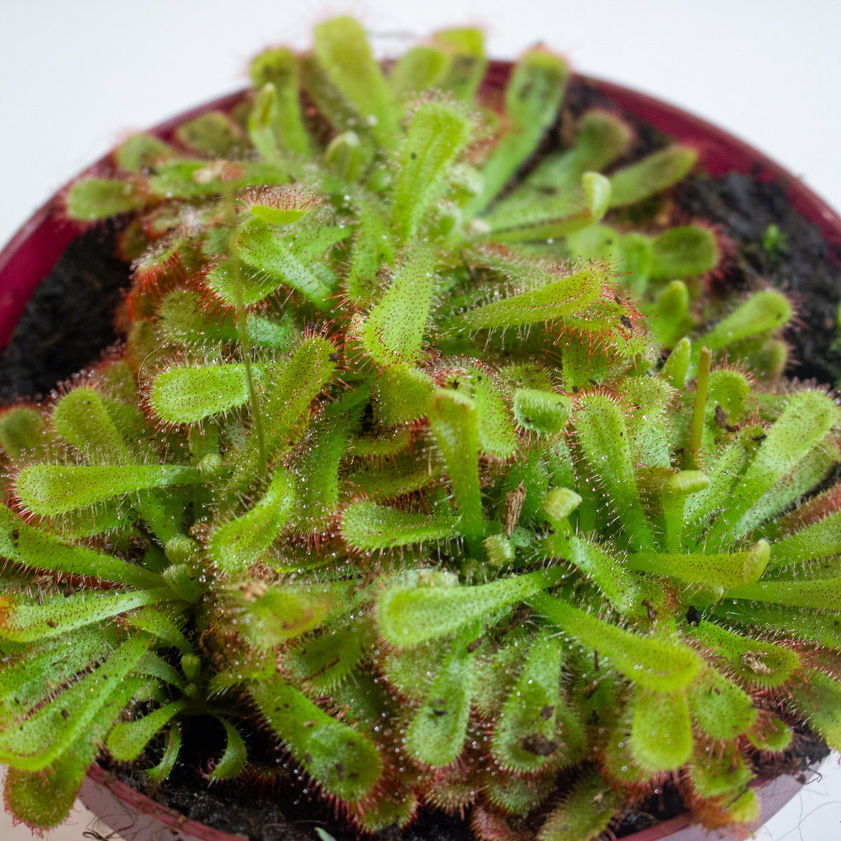 Drosera Aliciae 12cm H12cm