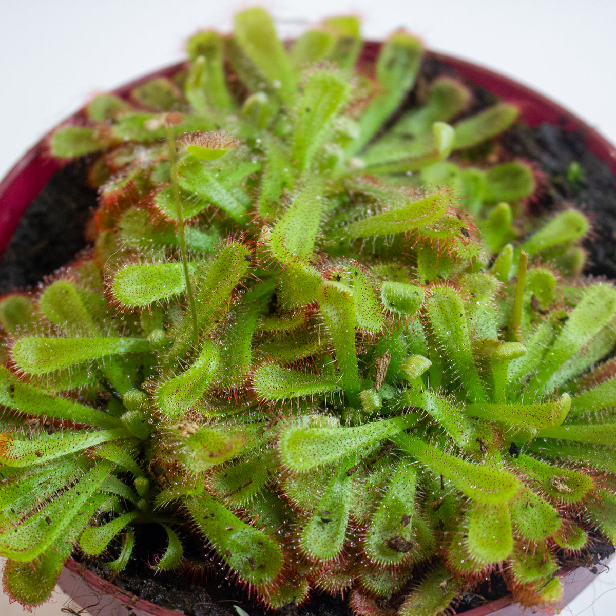 Drosera Aliciae 12cm H12cm