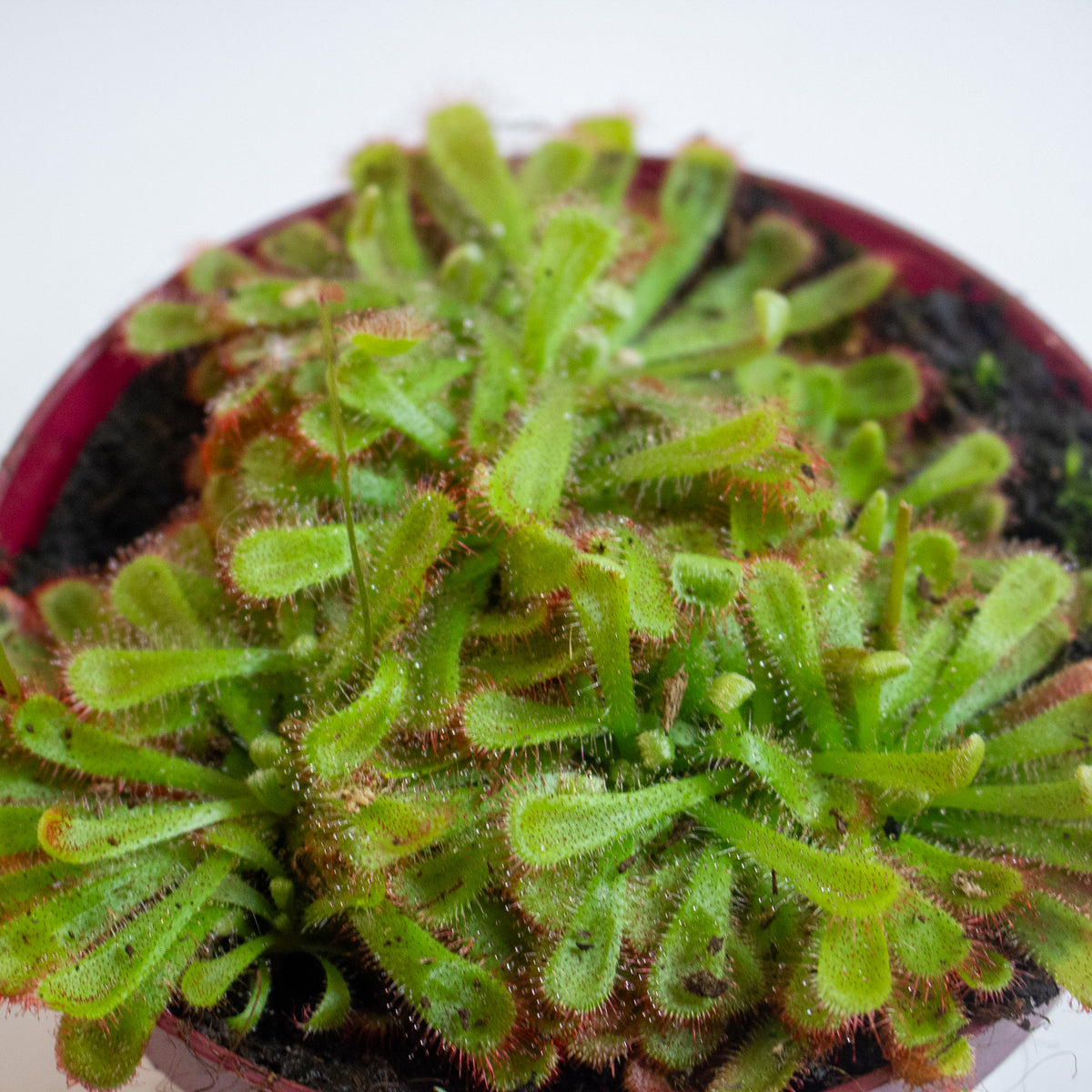 Drosera Aliciae 12cm H12cm