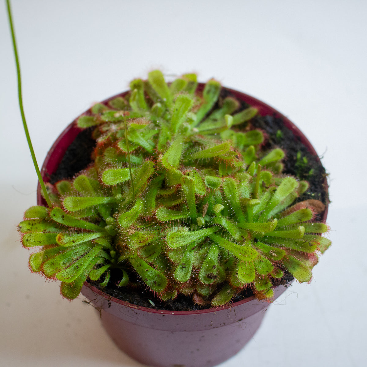 Drosera Aliciae 12cm H12cm