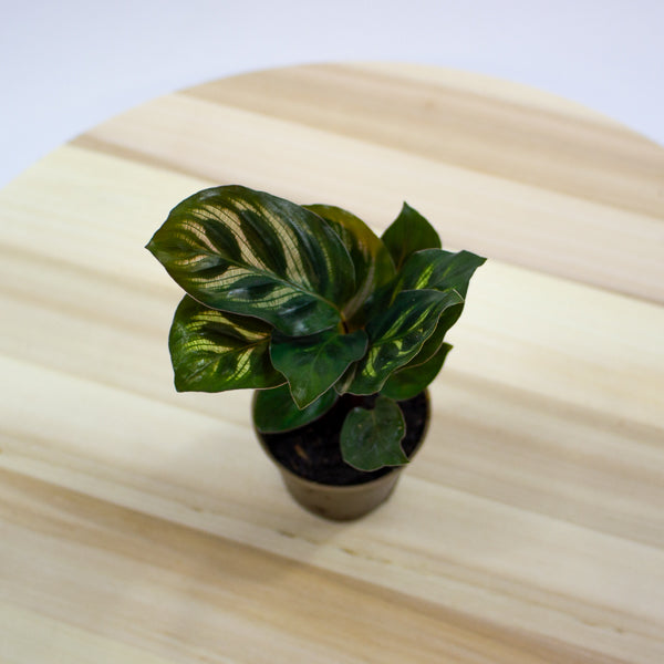 Calathea makoyana 6cm H15cm