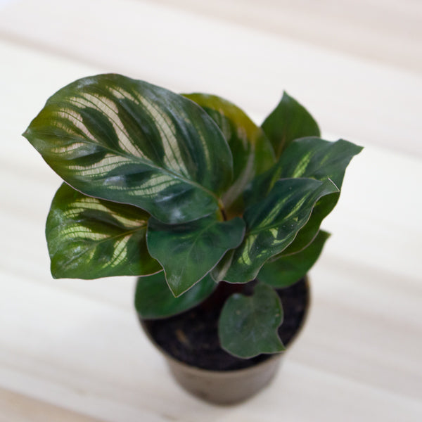Calathea makoyana 6cm H15cm