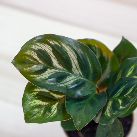 Calathea makoyana 6cm H15cm