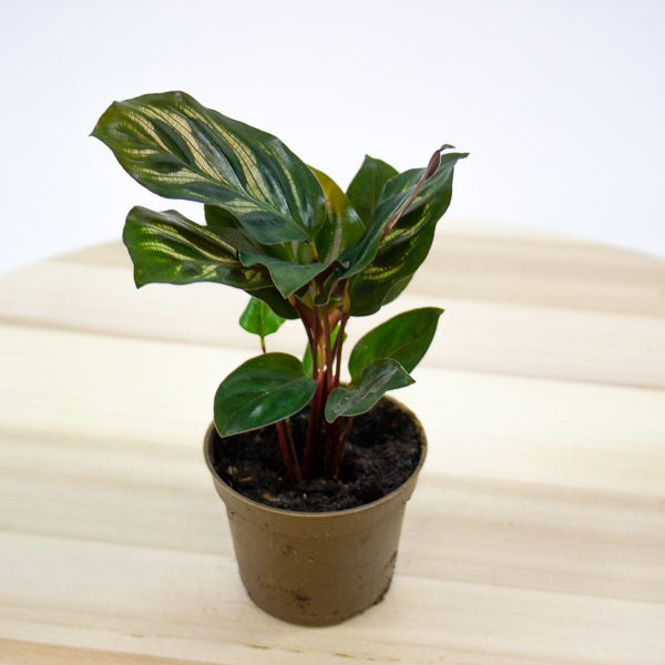 Calathea makoyana 6cm H15cm