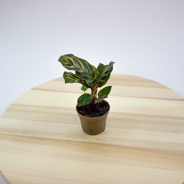 Calathea makoyana 6cm H15cm