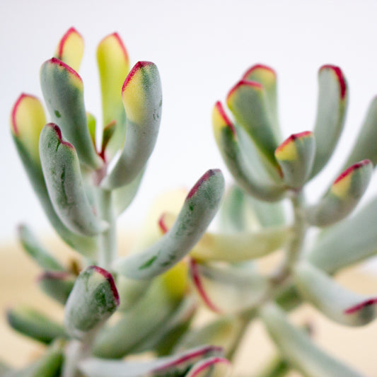Cotyledon orbiculata Oophylla Variegata 8.5cm H16cm