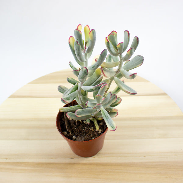 Cotyledon orbiculata Oophylla Variegata 8.5cm H16cm