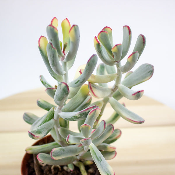Cotyledon orbiculata Oophylla Variegata 8.5cm H16cm