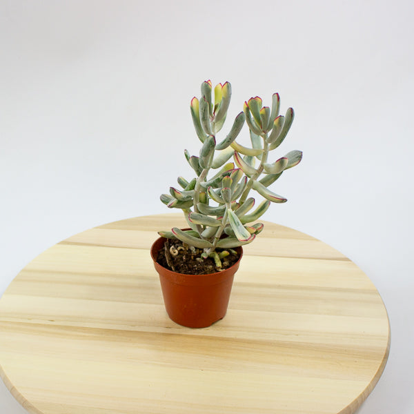 Cotyledon orbiculata Oophylla Variegata 8.5cm H16cm