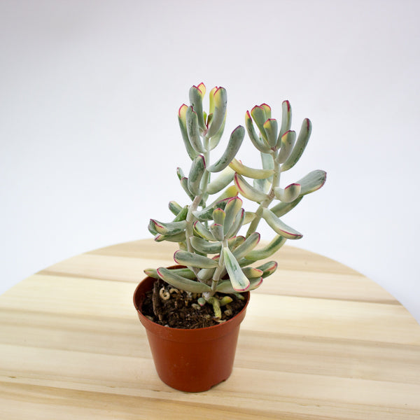 Cotyledon orbiculata Oophylla Variegata 8.5cm H16cm