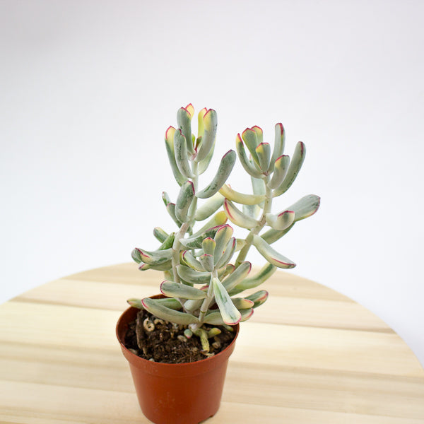 Cotyledon orbiculata Oophylla Variegata 8.5cm H16cm