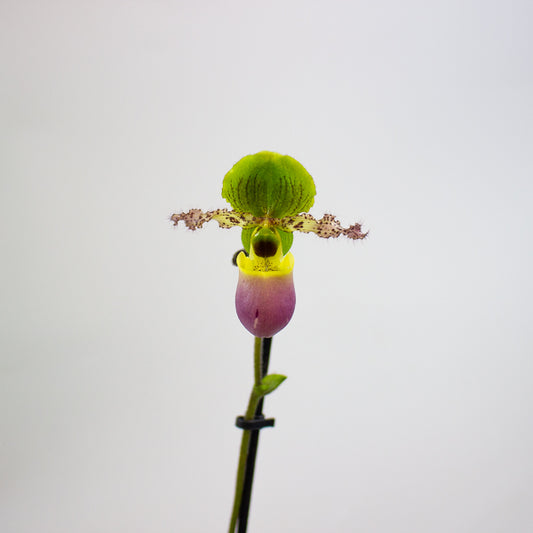 Paphiopedilum Pinoccio 12cm H35cm