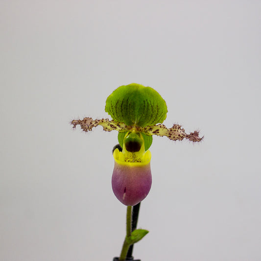 Paphiopedilum 'Pinocchio' 5