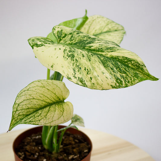 Monstera deliciosa Mint 12cm H20cm