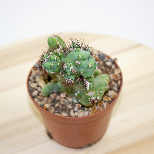 Cereus peruvianus coral crested 10.5cm H20cm
