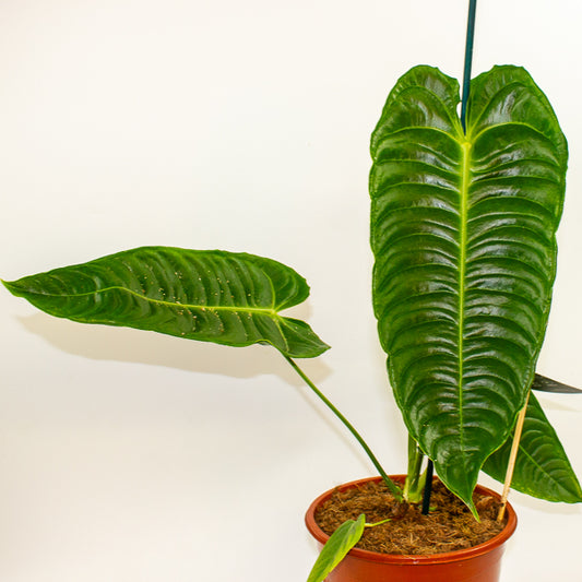Anthurium Veitchii 12cm H45cm