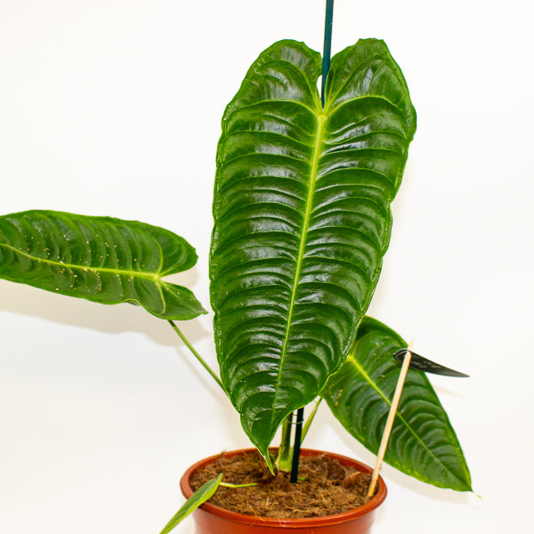 Anthurium Veitchii 12cm H45cm