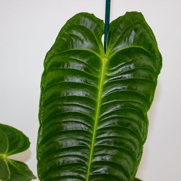Anthurium Veitchii 12cm H45cm
