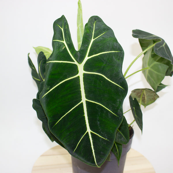 Alocasia micholitziana frydek 19cm H55cm