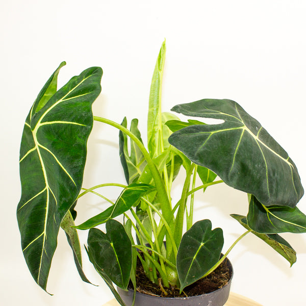 Alocasia micholitziana frydek 19cm H55cm