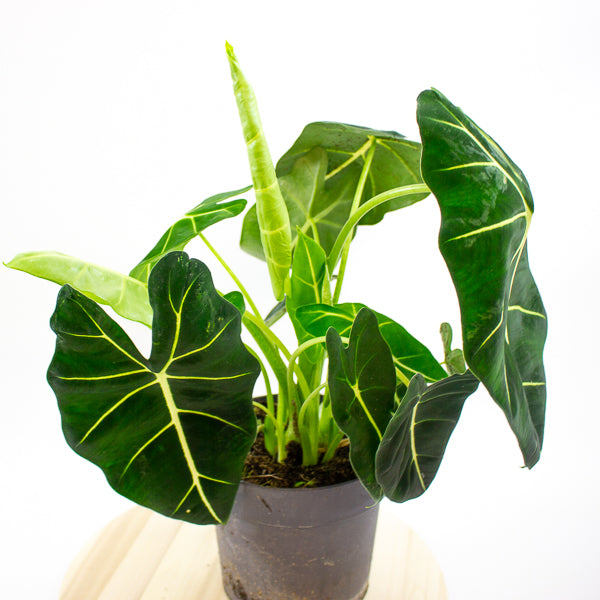 Alocasia micholitziana frydek 19cm H55cm
