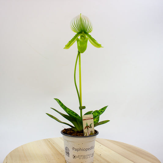 Paphiopedilum maudiae Femma 9cm H40cm