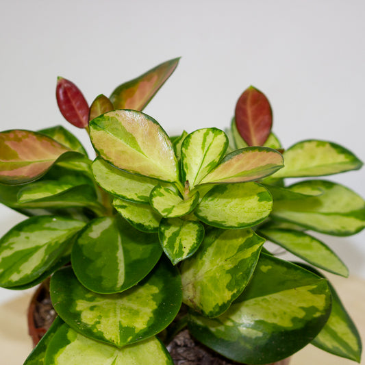 Hoya australis Lisa 12cm H22cm