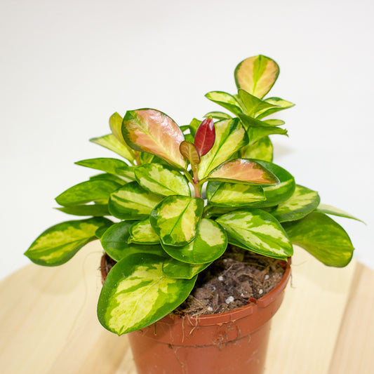 Hoya australis Lisa 12cm H2cm