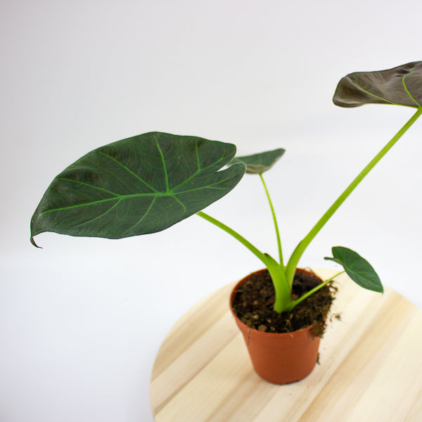 Alocasia 'Regal Shields'