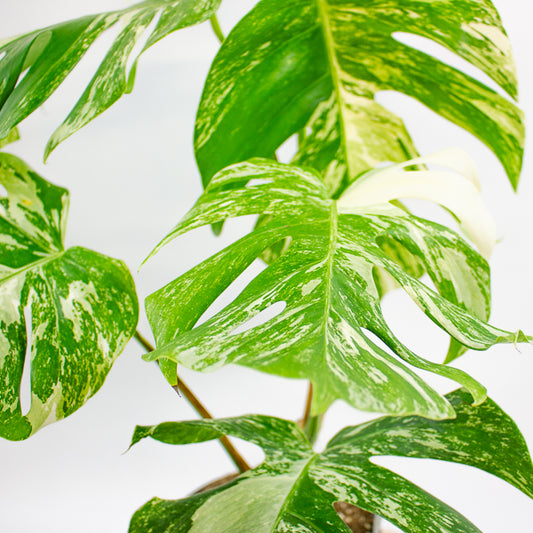 Monstera deliciosa Variegata 17cm H55cm
