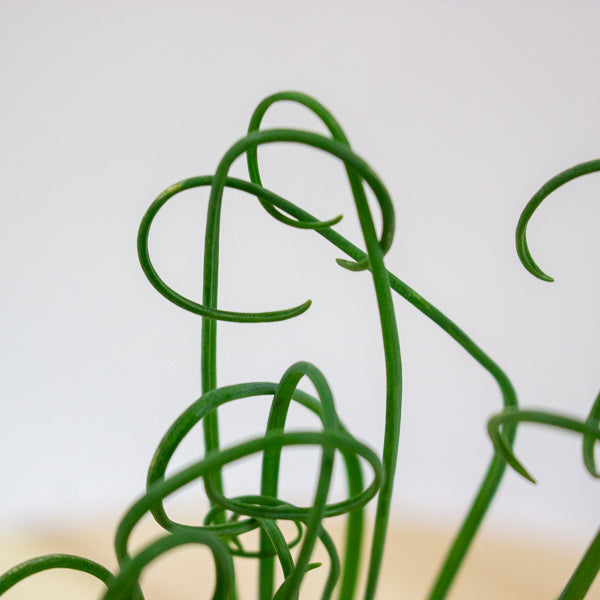 Albuca spiralis Frizzle Sizzle 12cm H20cm