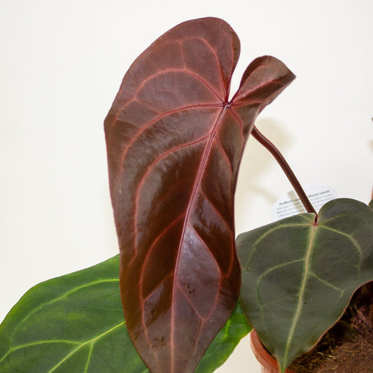 Anthurium DocBlock Dark & Handsome 9 x Red Velvet Cake 24 17cm H40cm