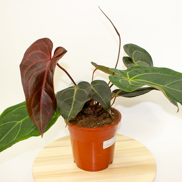 Anthurium DocBlock Dark & Handsome 9 x Red Velvet Cake 24 17cm H40cm