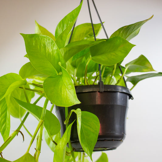 Epipremnum pinnatum Golden Pothos 15cm H40cm