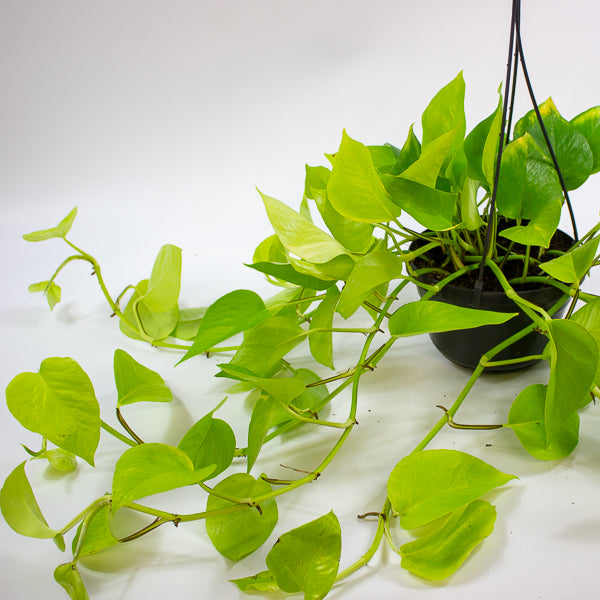 Epipremnum pinnatum Golden Pothos 15cm H40cm