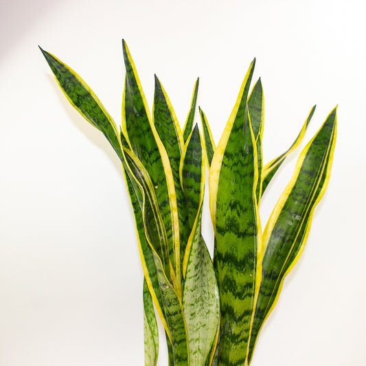 Sansevieria trifasciata Laurentii 21cm H75cm