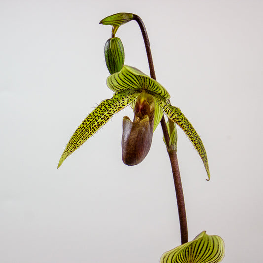 Paphiopedilum Rose Mead x rothschildianum 11cm H75cm