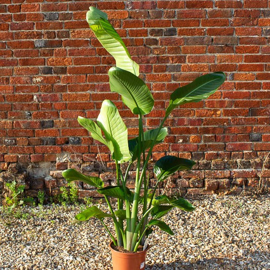 Strelitzia nicolai 24cm H150cm