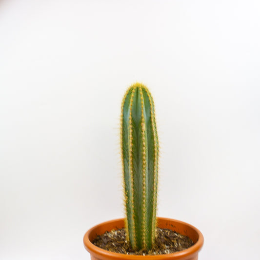 Pilosocereus pachycladus (Single Column) 30cm H80cm