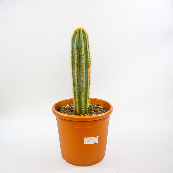 Pilosocereus pachycladus (Single Column) 30cm H80cm