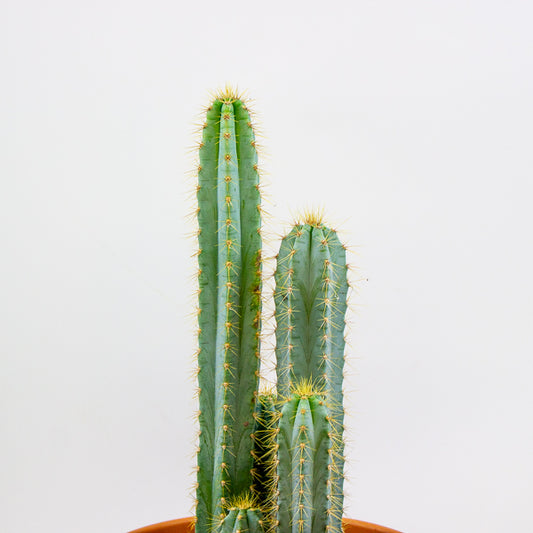 Pilosocereus azureus (Multi Column) 30cm H80cm