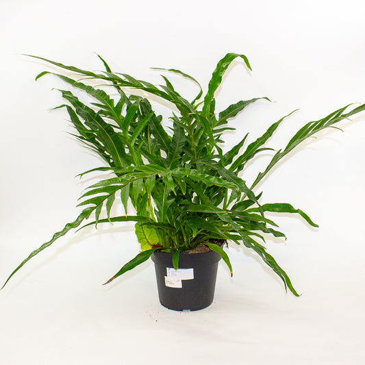Aglaomorpha Coronans - Snake Leaf Fern 17cm H45cm